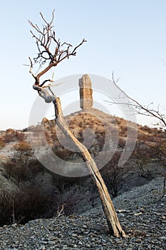 A dead tree next to a rock finger