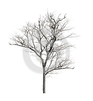 Dead tree with no leaves on white background
