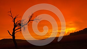 Dead tree with orange sky