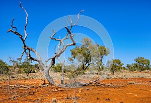 Dead tree in the outback of Queensland Australia