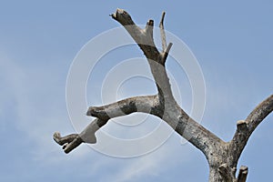 Dead tree over blue sky