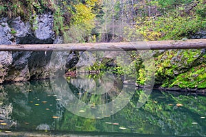 Dead tree over canyon breakthrough of River Hornad in Slovak Paradise during autumn