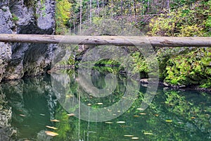 Dead tree over canyon breakthrough of River Hornad in Slovak Paradise during autumn