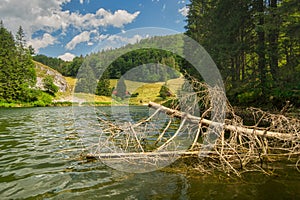 Dead tree in Palcmanska Masa water dam in Slovak Paradise national park