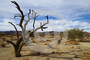 Dead tree and palo verde tree in Joshua Tree National Park