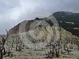Dead Tree at Papandayan Mountain