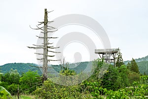 Dead tree in Pflach bird sanctuary with observation tower in background