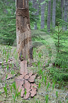 Dead tree in pine forest