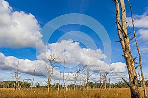 Dead tree in the plains of Appelbergen in autumn