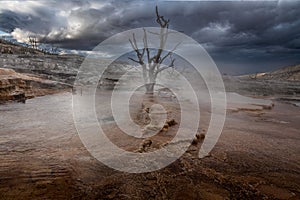 Dead tree in a pool of Mammoth Hot Springs, Yellowstone National Park