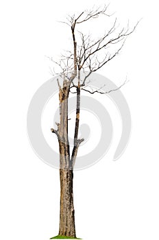 Dead tree in the rainforest of Thailand