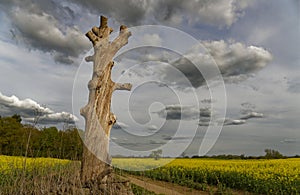 Dead tree in rapeseed field