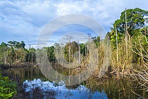 Dead tree reflection