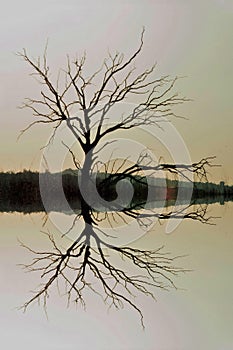 DEAD TREE REFLECTION