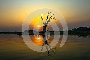 Dead tree reflection