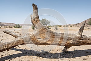 Dead tree remains