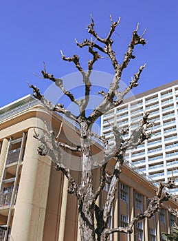 Dead tree in residential district of winter Tokyo