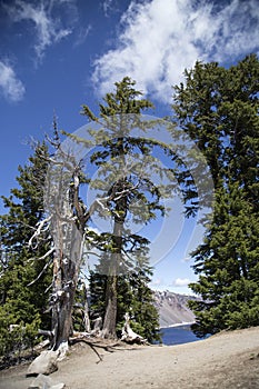 Dead Tree on the Rim of Crater Lake