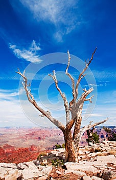 Dead tree at the rim of the Grand Canyon