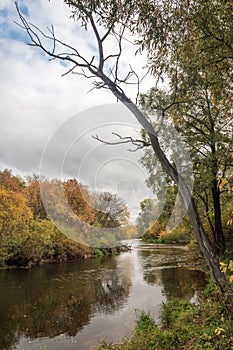 Dead tree on the river in autumn