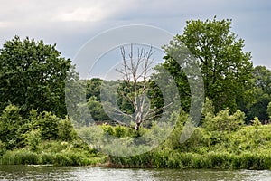 Dead tree on the river bank, withered tree