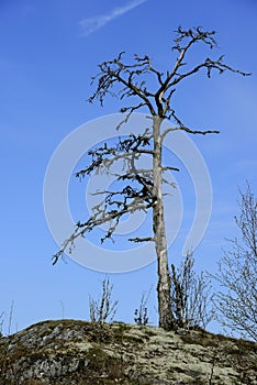 Dead tree on a rock