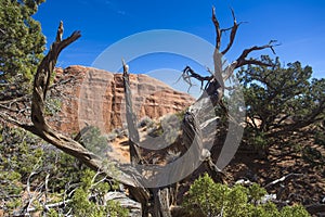 Dead tree and rock formation, Arches National Park