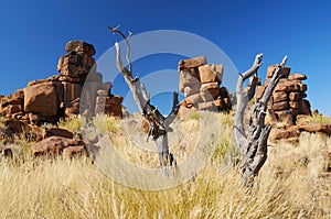 Dead Tree and Rock Formations