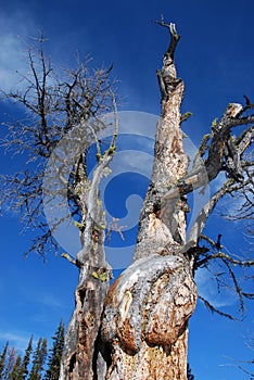 A dead tree in Rockies