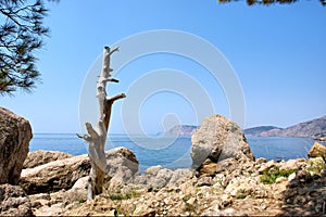 Morto un albero sul rocce Prossimo sul il mare 