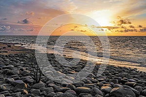 dead tree on a rocky seashore