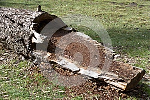 Dead Tree Root in Xiata Grassland