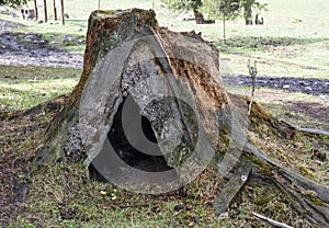 Dead Tree Root in Xiata Grassland