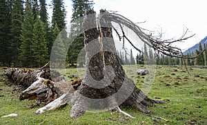 Dead Tree Root in Xiata Grassland