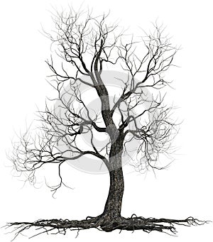 Dead Tree, Roots, Branches, Isolated