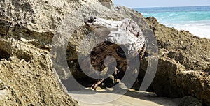 Dead tree roots in the rocks