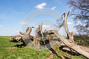Dead tree ruins on a hillslope of the Chilterns seen on a sunny day - 1