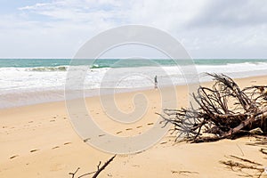 Dead tree on sandy beach with ocean and cloudy sky in the background