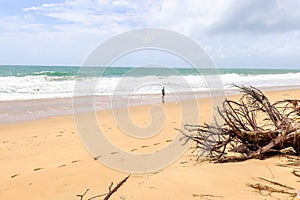 Dead tree on sandy beach with ocean and cloudy sky in the background