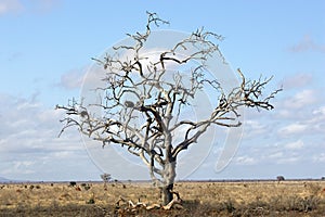 Dead tree in the savanna landscape