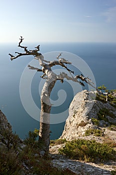 Dead tree on sea coast