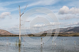 Dead Tree, Sea Gulls and Mountains at Otay Lakes