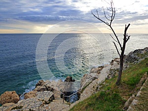 Dead tree by the sea shore, Rovinj, Croatia