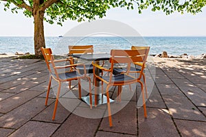 Dead tree at the seashore of the chalk cliffs of Ruegen, Germany