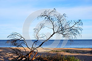 Dead Tree at the shore