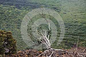 The dead tree at the shore Halfmoon Bay at Stewart Island or Rakiura in New Zealand.