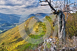 Mrtvý strom na Siance a Muránský hrad během podzimu