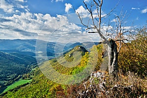 Mrtvý strom na Siance a Muránský hrad během podzimu