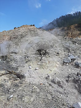 Dead tree in Sikidang Crater