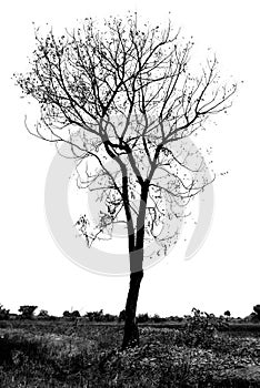 Dead tree silhouette